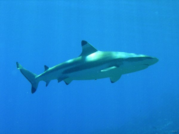 60- Requin pointe noire dans le grand bleu 